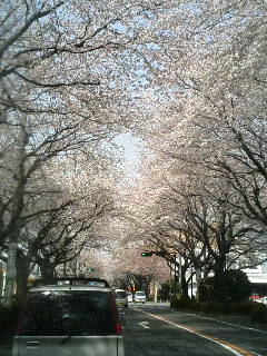 桜まつり